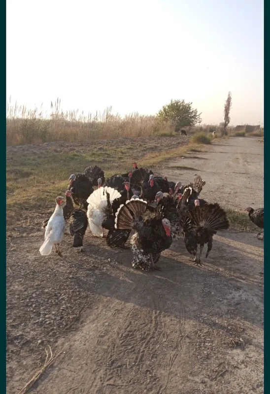 Jaydari kurka sotiladi 2