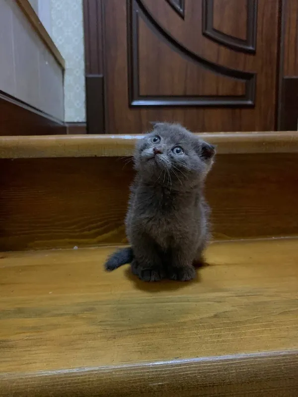 Кошки Скотиш фолд 3 малчик 1 девочка — фото 1