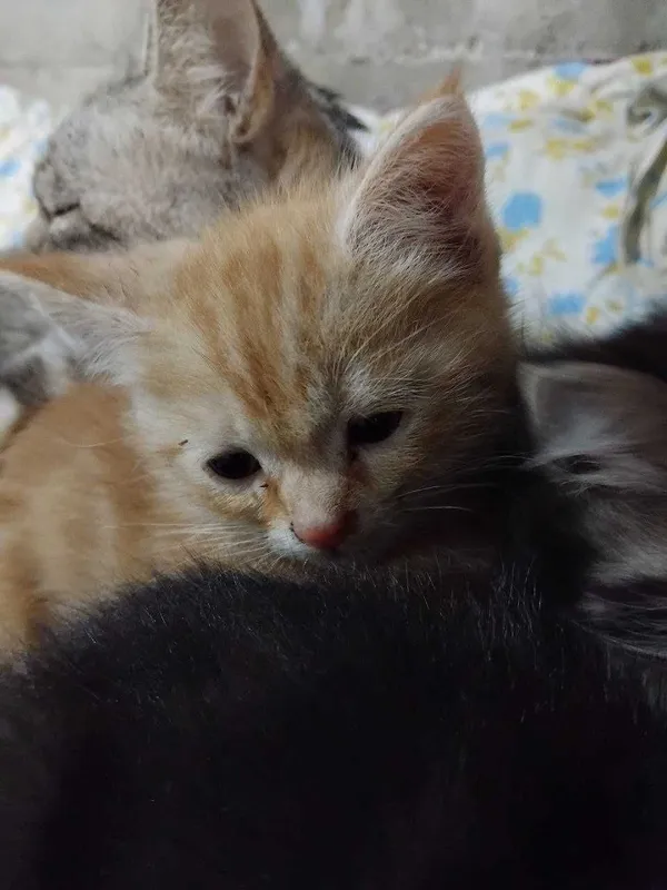 бенгальская кошка — фото 4