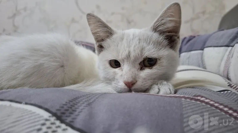 Белый котёнок 3 Белый котёнок 3
