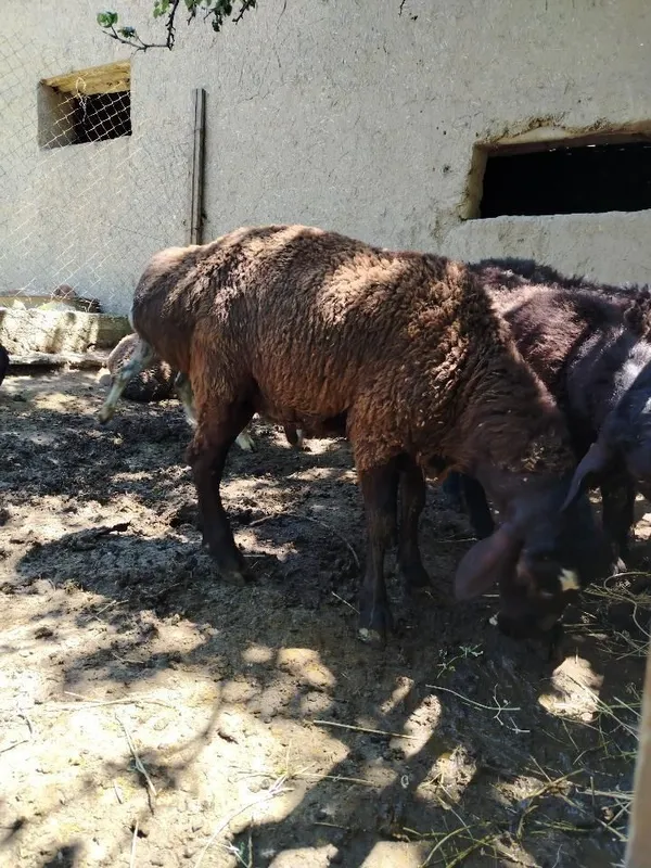 Qurbonlikka soglom quchqorlar