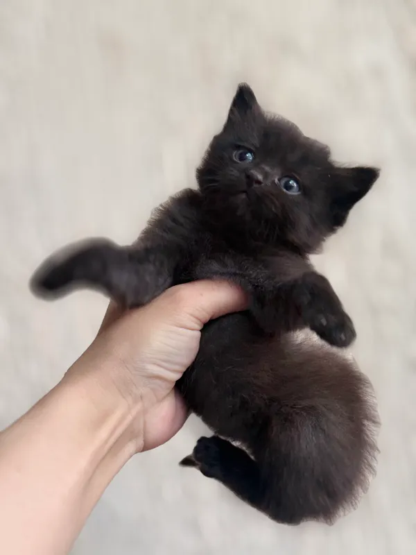 Шотландский котёнок мальчик 1