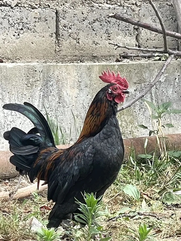 Yaponcha Xo'roz Sotiladi 2 ta 3