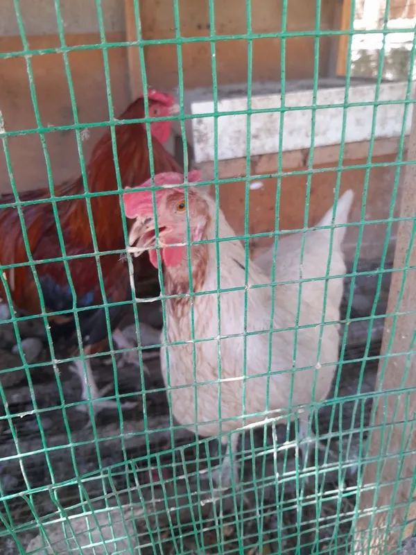 Xonaki tovuq 5 dona donasini 80000 dan beramiz — фото 1