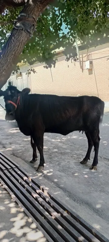 Angus sigir sotiladi 1-chi qorin 8L sutibor 2