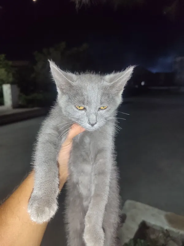 Zotli mushfiq Qoʻqon shaxar 100$