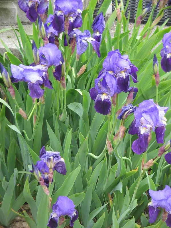 Iris gul qishu yoz yashil bob turadi Iris gul qishu yoz yashil bob turadi