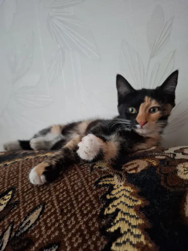 Mushukni yaxshi qo‘llarga beraman Mushukni yaxshi qo‘llarga beraman