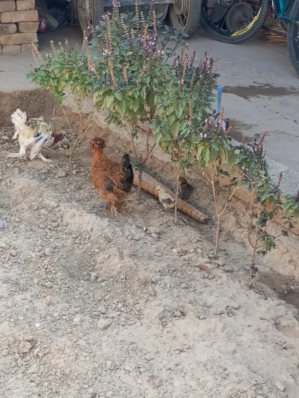 Yapon xoʻroz tovuq bollari bilan sotiladi 1 Yapon xoʻroz tovuq bollari bilan sotiladi 1