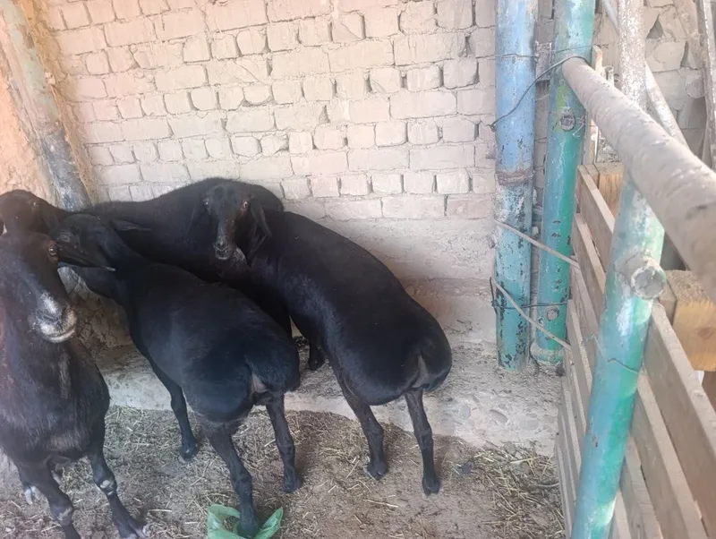 Soliq qozila sotiladi 3 Soliq qozila sotiladi 3