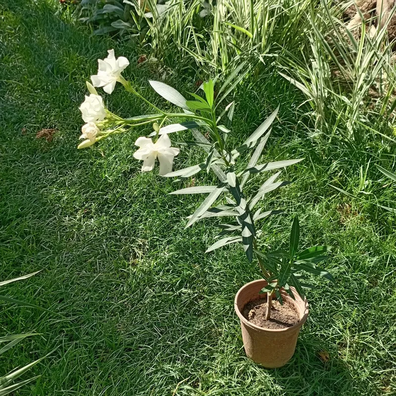 Олеандр белый, Oq tolguli (Nerium oleander) — 70 см — фото 2