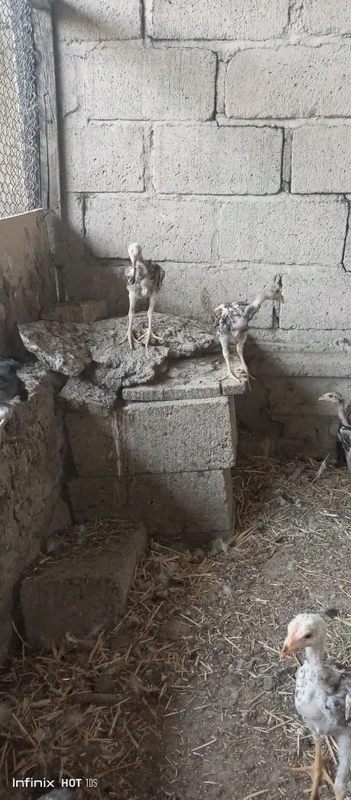 dakan jõjalar sotiladi 2