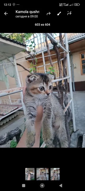 Кошка 3