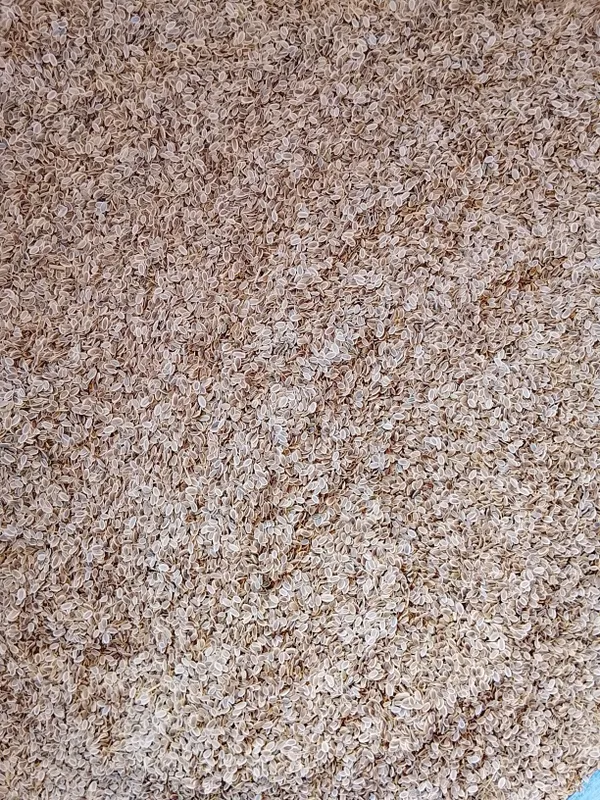 Shivit (oʻkrop) urugʻi 1 Shivit (oʻkrop) urugʻi 1