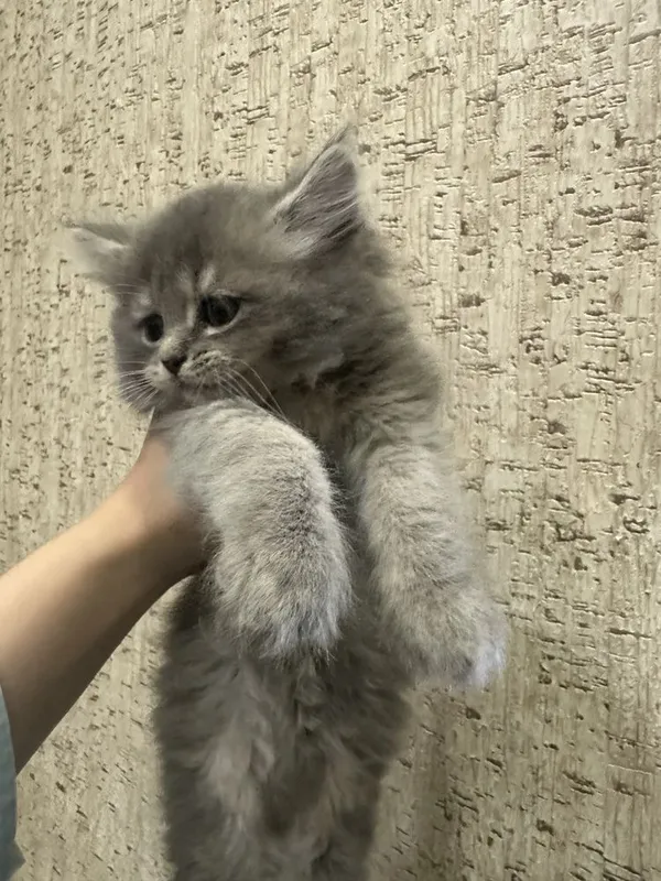 Котята породистые — фото 3