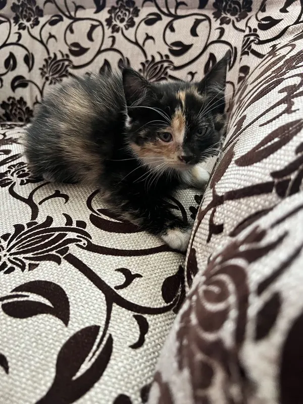 Милые котята в добрые руки — фото 3
