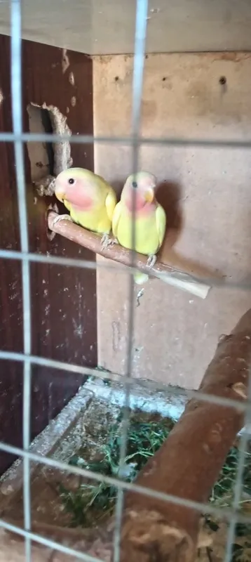 Nerazulishka 3oylik 1 Nerazulishka 3oylik 1