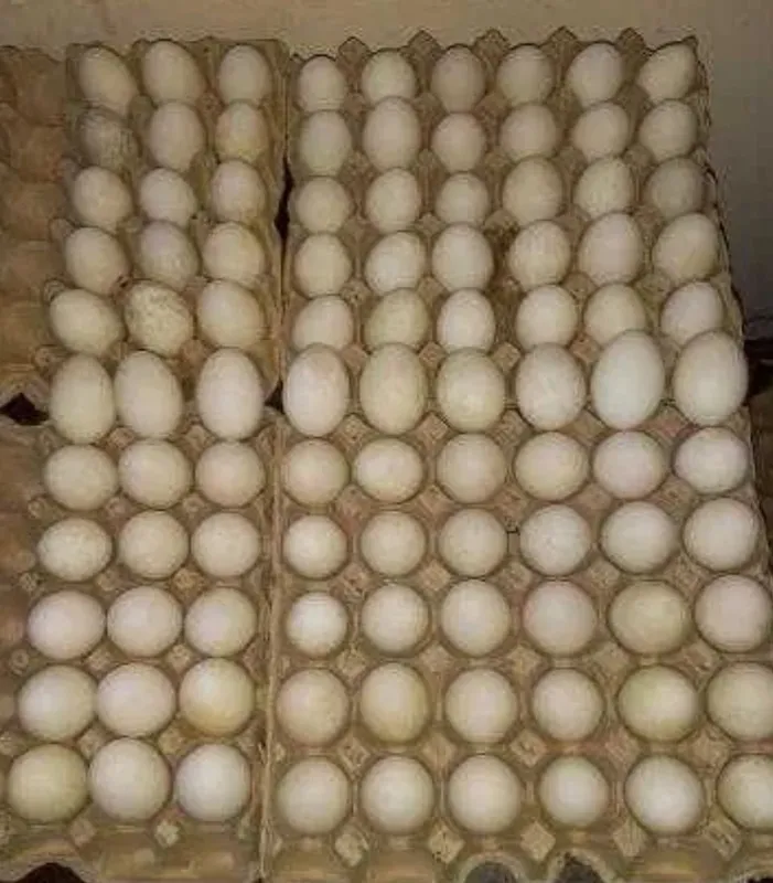 OʻRDAK TUHUMLARI BOR KIMGA KERE BOLSA