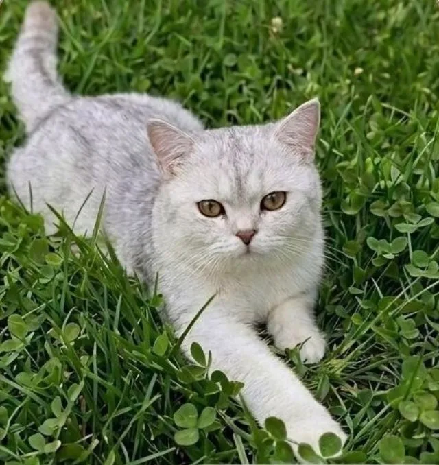 mushukbek sotiladi