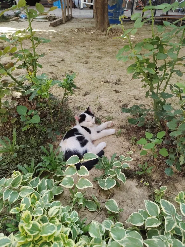 Mushuk bollari Oq Tiger