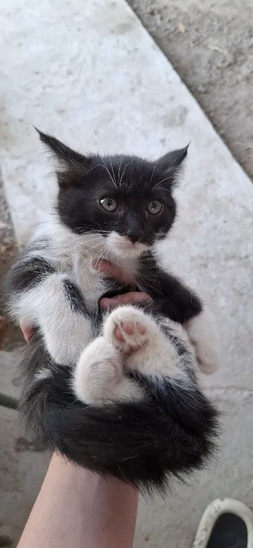 Отдам даром котят — фото 5