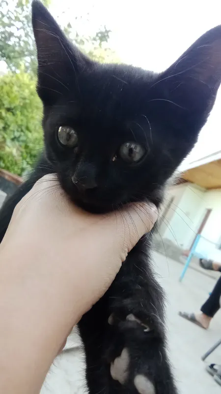 Qora mushukcha sotiladi soğlom Qora mushukcha sotiladi soğlom