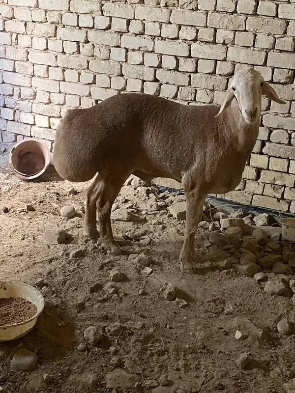 Qoy zottor xali yosh