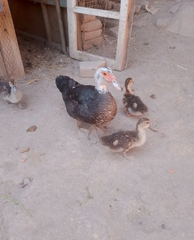 7ta bolasi bn onasi induwka 4