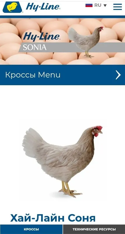 Цыплята 100 % курочки несушки Хай Лайн соня. Жужалар Jojalar — фото 4