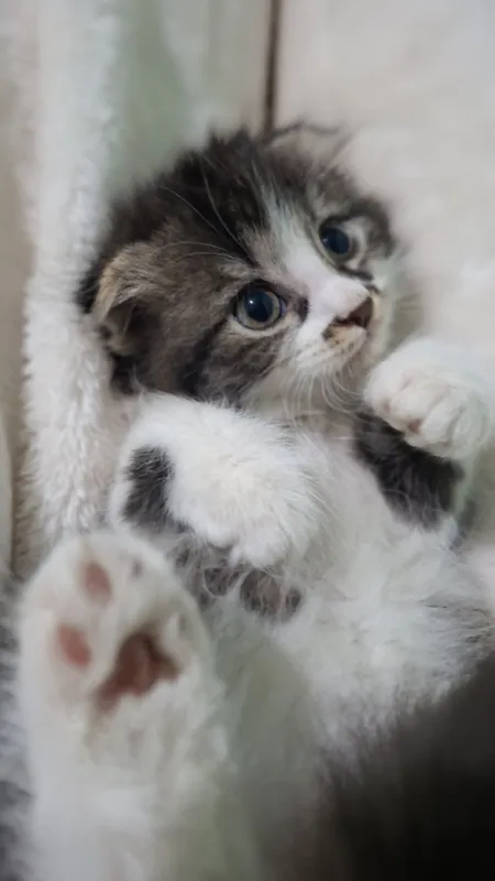 Продается котята мама скотиш фолд сами ходять в латок 3 маль 1 девуш — фото 4