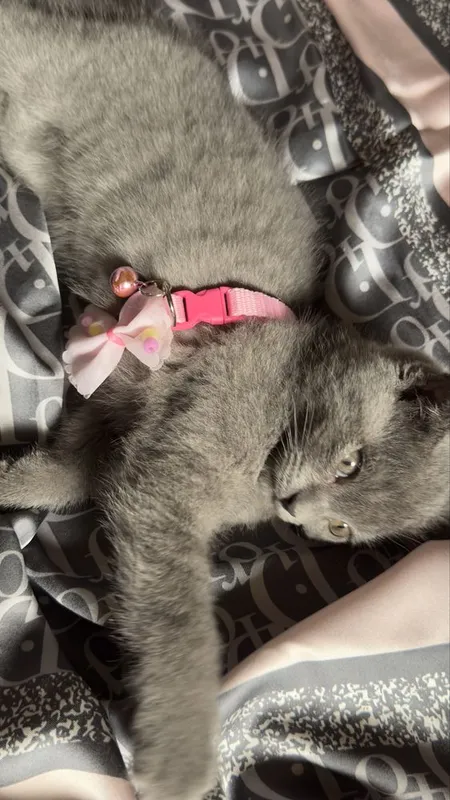Британский вислоухый — фото 5
