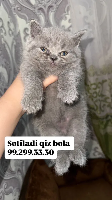 Parodiali mushuklar sotiladi 2