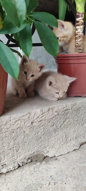 Mushuk bolalar 1tasi qiz 1tasi ogil 2oylik — фото 1
