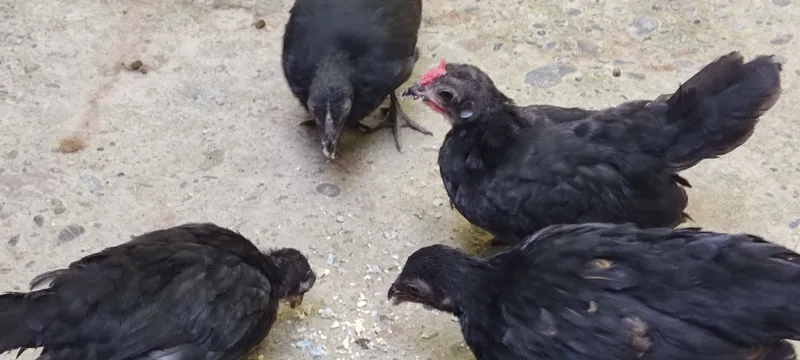 Кора Бентам жужалари