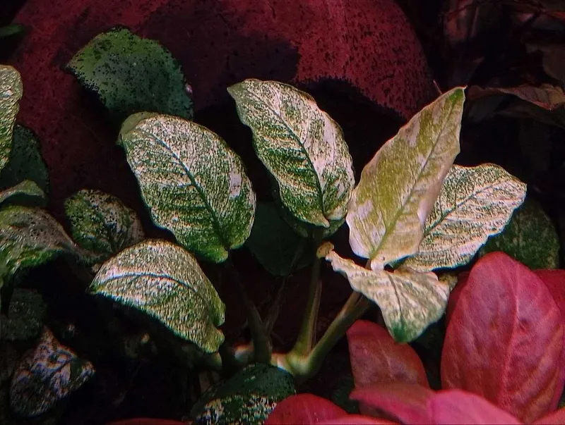 Аквариумное растение Анубиас Пинто (Anubias barteri var. nana Pinto) 1