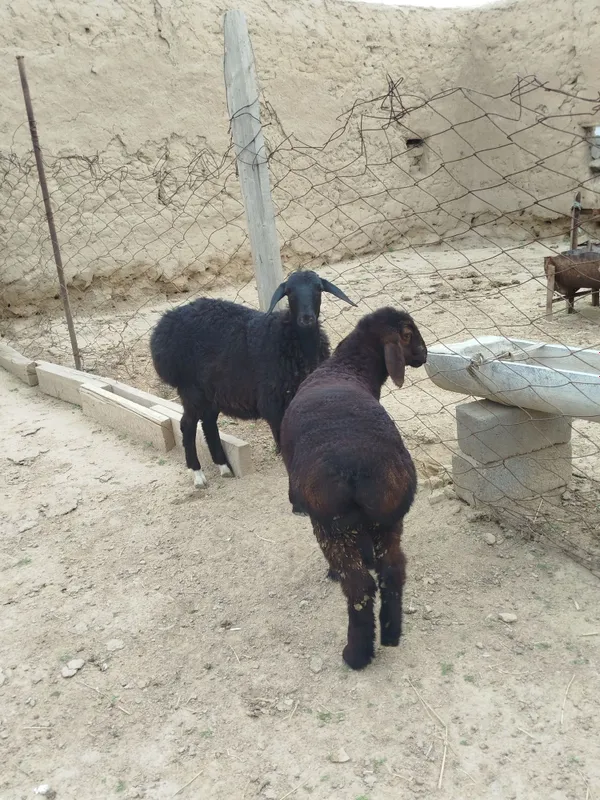 Quzilar sotiladi 2500mlndan 3mln500mingacha bor — фото 4
