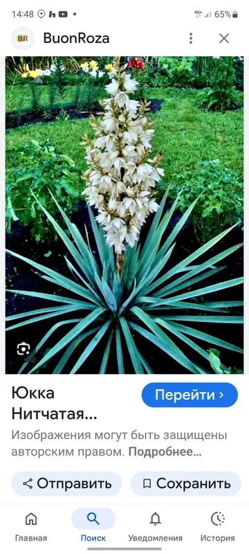 Цветок юкка гули — фото 3