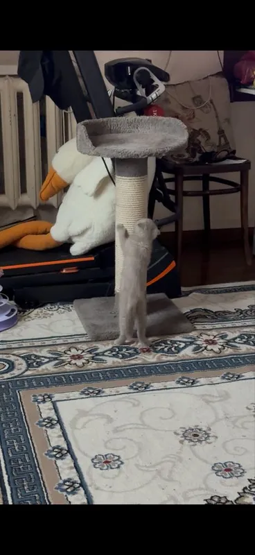 Когтеточка для котенка кошки 3 Когтеточка для котенка кошки 3