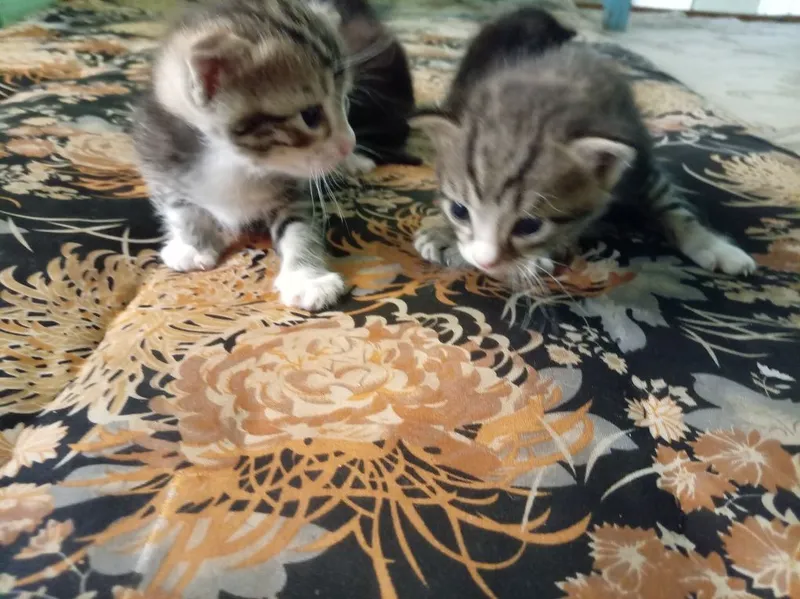 Отдам котёнка бесплатно