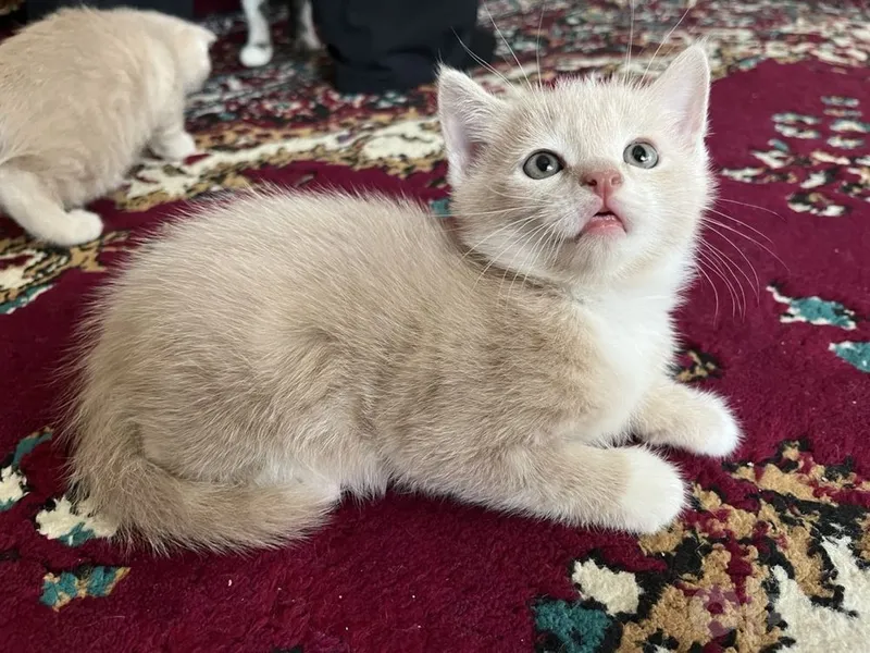 продам котят 111 4 продам котят 111 4