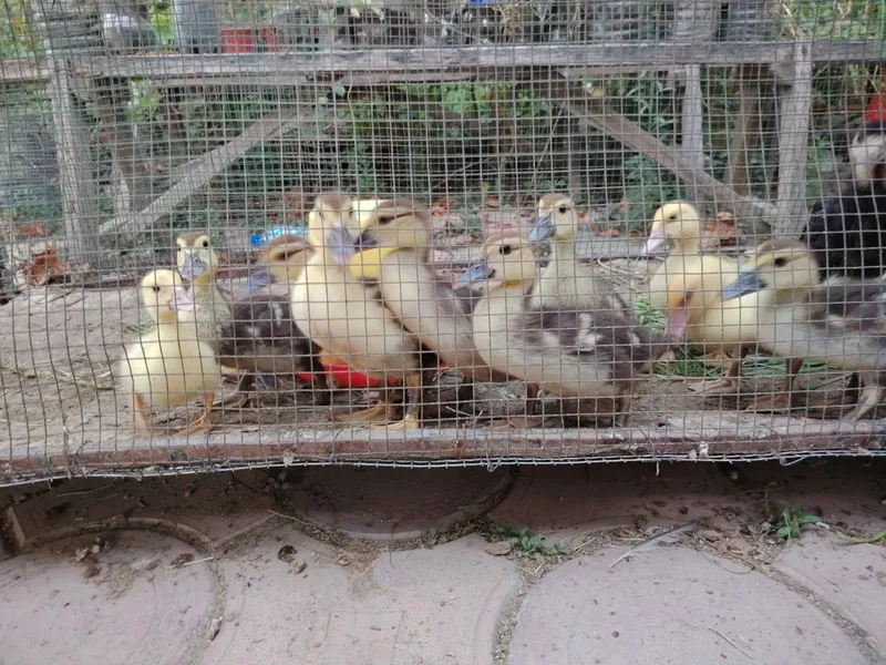 Kurka induk va indautka 4