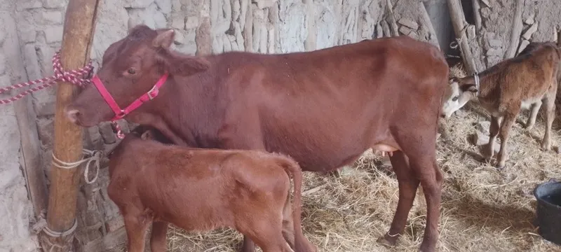 Mol sotiladi ona bola kafolati bilan 3