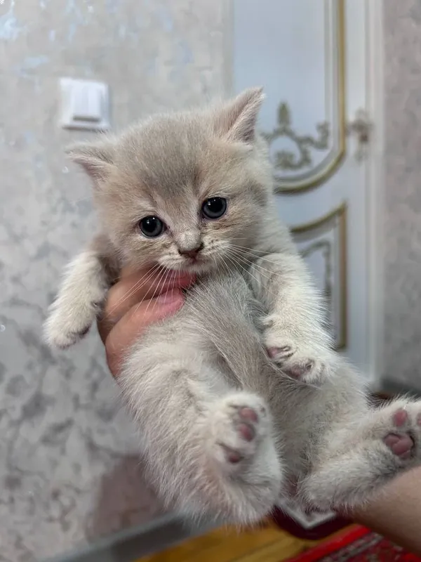 Продаются котята / Мушук болалари сотилади — фото 1