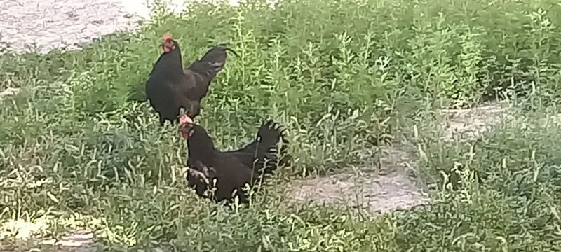 Кора шахзода бир пар бита мокйон бита хуруз сотилади 2 Кора шахзода бир пар бита мокйон бита хуруз сотилади 2