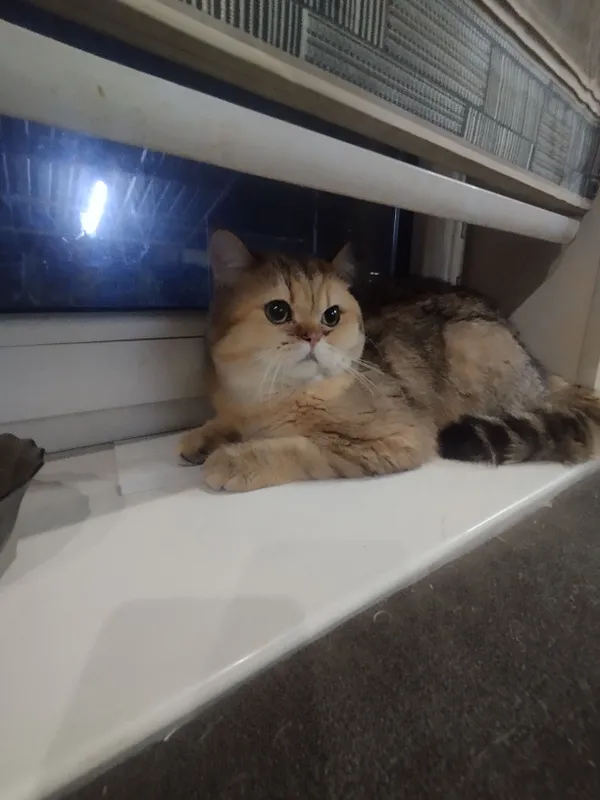 вязка котик вязка котик