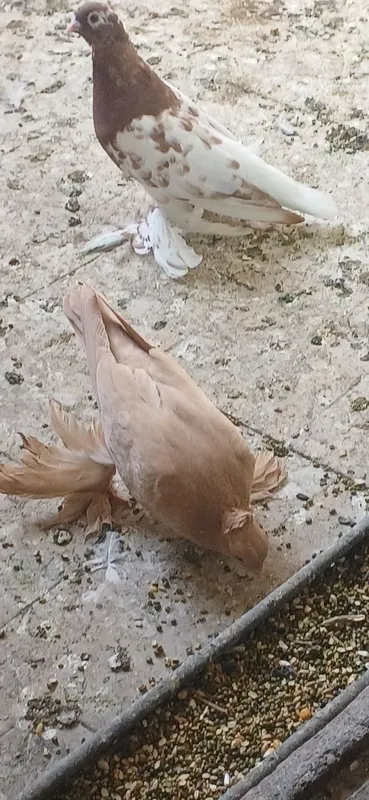 Kabtarla sotiladi soglom kasalmas 3 Kabtarla sotiladi soglom kasalmas 3
