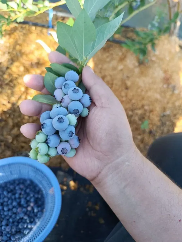 Голубика кибрайски оптом полски сажнец очен вкусный полезни — фото 4 Голубика кибрайски оптом полски сажнец очен вкусный полезни — фото 4