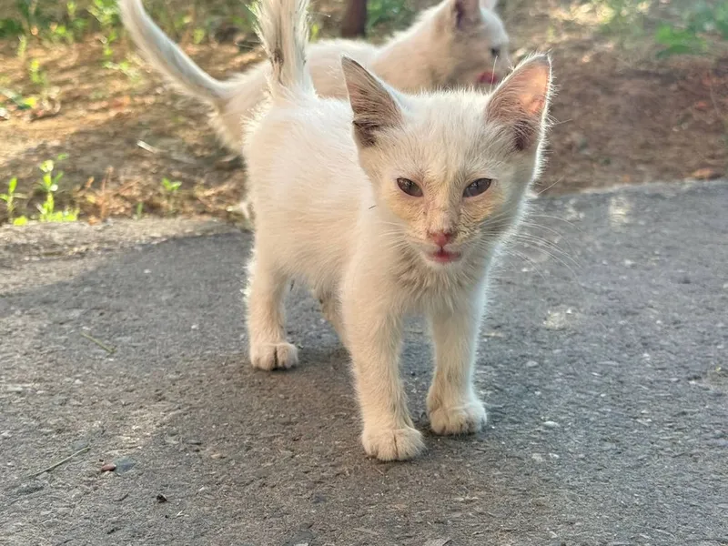СРОЧНО!! Отдам в добрые руки очаровательных котят — фото 2