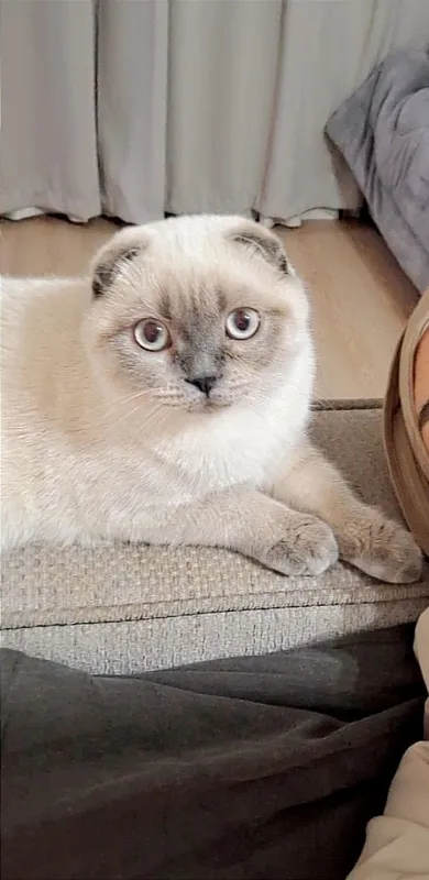 Кошка для вязки бесплатно