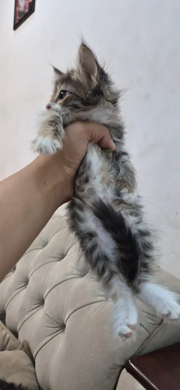 3 oylik uy mushukchalari 8